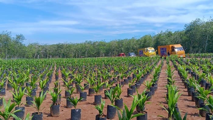 KOLABORASI PEMANGKU KEPENTINGAN DALAM PELEPASAN BIBIT SAWIT TANZANIA DI INDONESIA | Upaya memperkaya sumber daya genetik untuk meningkatkan produktivitas kelapa sawit